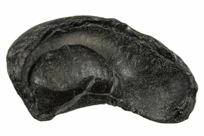 Large Fossil Whale Ear Bone - South Carolina #340174